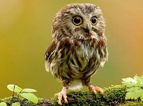 Wildlife Spotting Quest